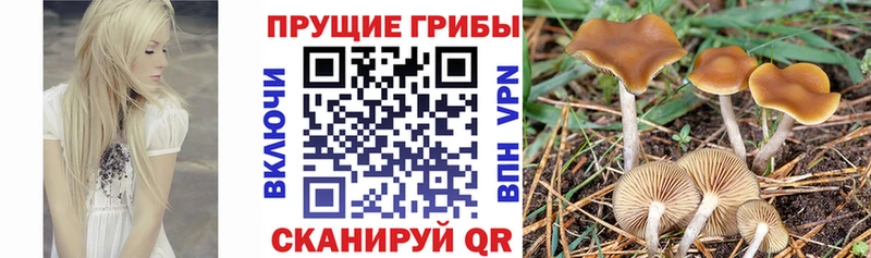 Галлюциногенные грибы MAGIC MUSHROOMS  маркетплейс Telegram  Разумное  ОМГ ОМГ зеркало 